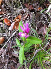 Rhinotropis californica