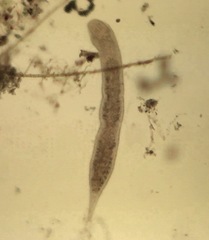 Stenostomum