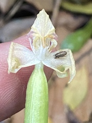 Disperis lindleyana