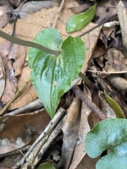 Disperis lindleyana