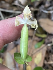 Disperis lindleyana