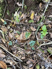 Disperis lindleyana