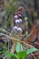 Veronica piroliformis
