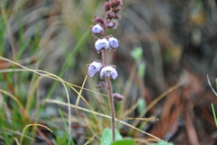 Veronica piroliformis