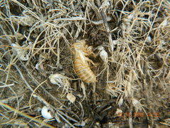 Cicadatra platyptera