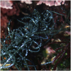 Chaetomorpha spiralis