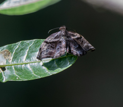 Helias phalaenoides