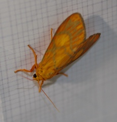 Ammatho roseororatus