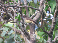 Myiarchus ferox