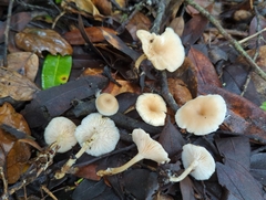 Clitocybe salmonilamella