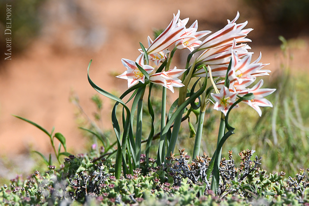 amaryllis subfamily