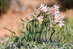 Cyrtanthus helictus