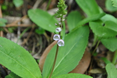 Veronica piroliformis