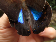 Archaeoprepona chromus