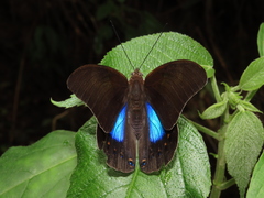 Archaeoprepona chromus