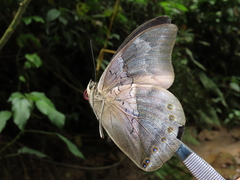 Archaeoprepona chromus