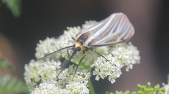Ctenucha vittigera