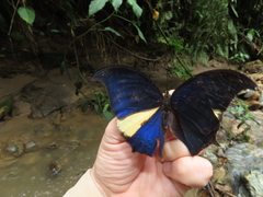 Consul panariste panariste