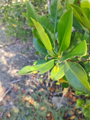 Rhizophora mangle image