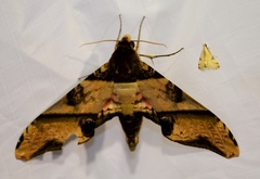 Amplypterus panopus