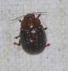 Paropsisterna cernua