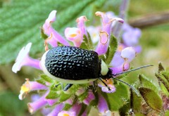 Asphaera albomarginata