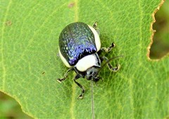 Asphaera albomarginata