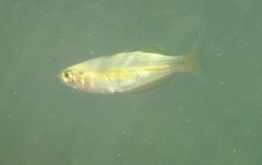 Melanotaenia splendida splendida