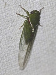 Glaucopsaltria viridis