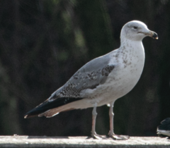 Larus michahellis
