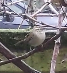 Thryomanes bewickii calophonus