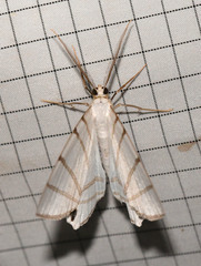 Opisthoxia metargyria