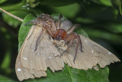 Thelcticopis kirankhalapi