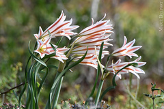 Cyrtanthus helictus