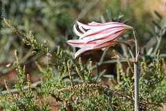 Cyrtanthus helictus