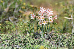 Cyrtanthus helictus