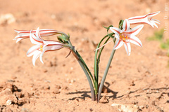 Cyrtanthus helictus