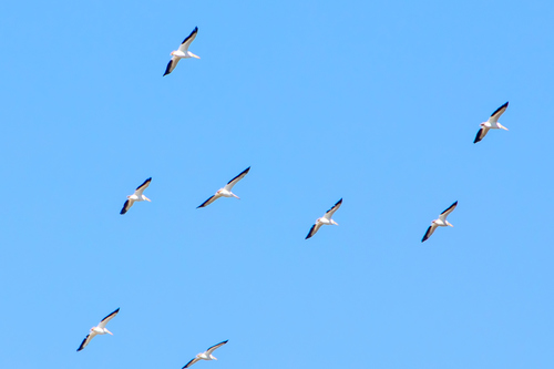American White Pelican photographed in Kansas