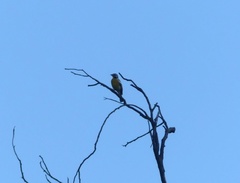 Emberiza flaviventris kalaharica