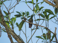 Chalybura buffonii