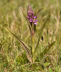 Dactylorhiza × kerneriorum