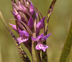 Dactylorhiza × kerneriorum