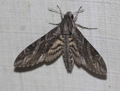 Agrius godarti