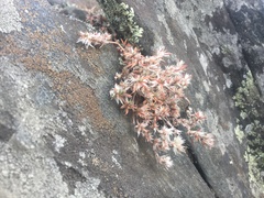 Paronychia argyrocoma