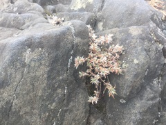 Paronychia argyrocoma