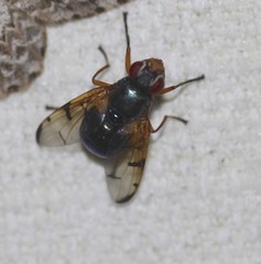 Lamprogaster imperialis
