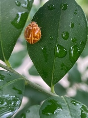 Neocalvia anastomozans