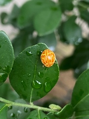 Neocalvia anastomozans