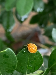 Neocalvia anastomozans