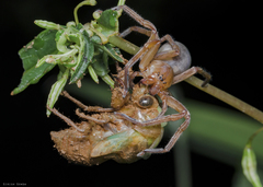 Thelcticopis kirankhalapi